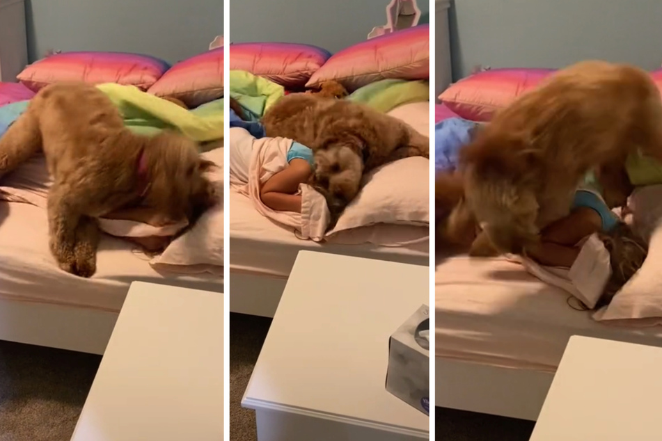 Dog gives "one heck of wake-up call" that tickles millions on TikTok