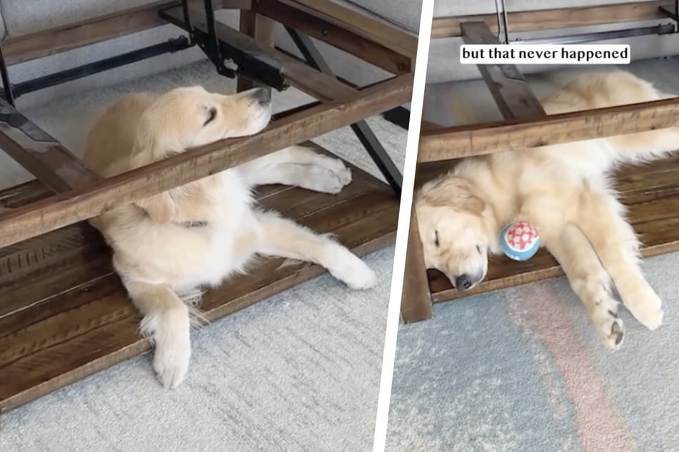 Warum dieser Golden Retriever immer unter dem Couchtisch liegt, berührt so viele Herzen