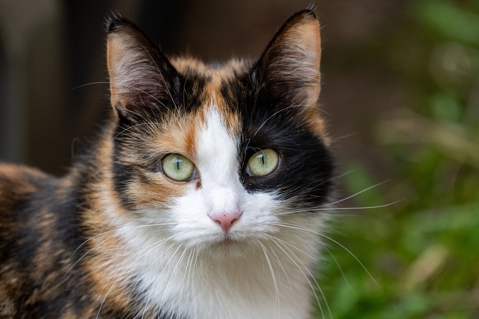 Die Katze war in einer Tierfalle gefangen. (Symbolfoto)