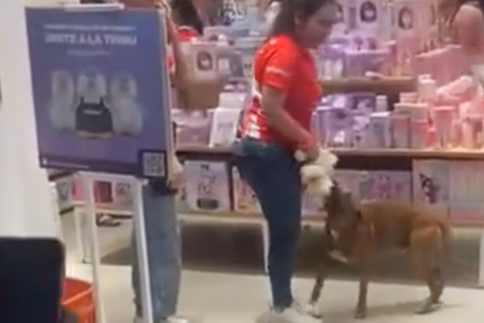 Straßenhund will Kuscheltier aus Geschäft klauen: Was Passanten dann entscheiden, rührt zu Tränen