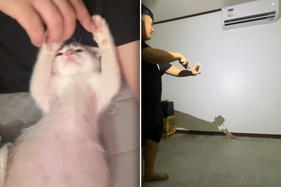 Al gatito Kutilog le gusta jugar con su dueño Philip Jose Galit, o incluso con su sombra.