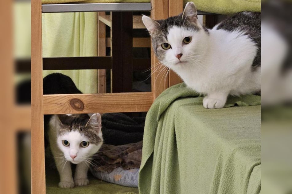 Pünktchen und Anton aus dem Hamburger Tierheim suchen ein neues Zuhause.