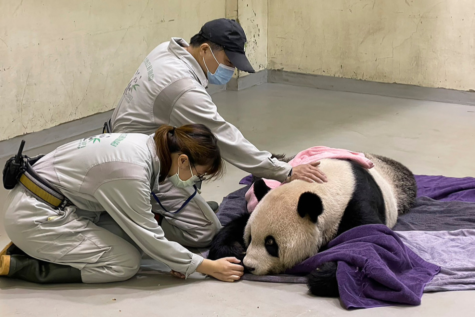 Bis zuletzt kümmerten sich Mitarbeiter im Taipeh-Zoo um den Großen Panda Tuan Tuan.