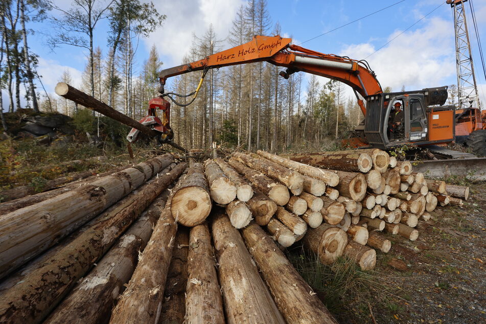 Wochenlang wurde sogenanntes Totholz aus einem Schutzstreifen um Schierke herum aus dem Wald entnommen. Jetzt müssen die Arbeiten pausieren.