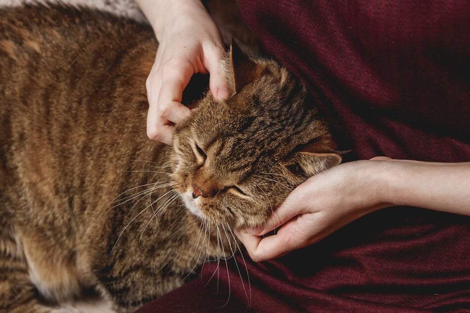 Langes Schnurren kann bei Katzen Schluckauf verursachen.