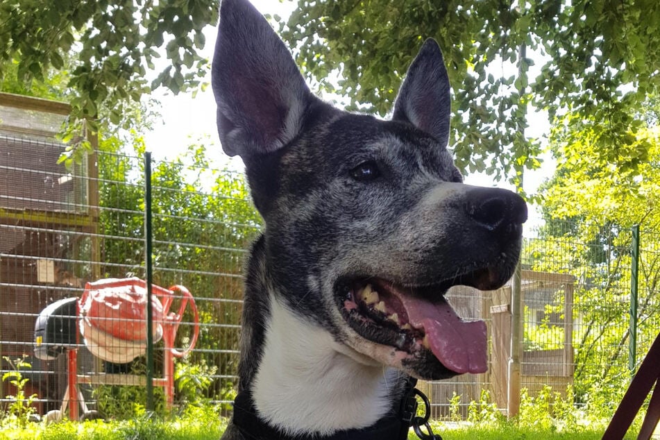 Dogge-Schäferhund-Mischling Bruno aus dem Hamburger Tierheim sucht ein richtiges Zuhause.