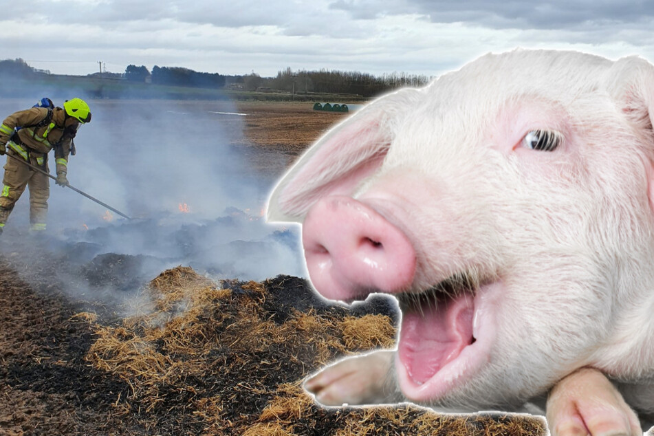 Kackendes Schwein löst Großbrand aus