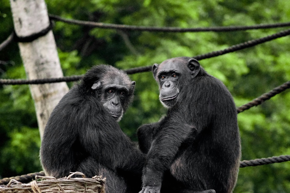 Distinct differences also emerged between subspecies: western chimpanzees tended to produce more evenly timed beats, while eastern chimpanzees more frequently alternated between shorter and longer intervals (stock image.)