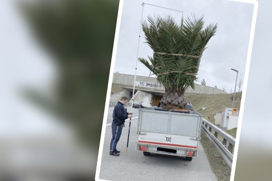 Kurioser Palmen-Transport verursacht Sperrung auf Autobahn