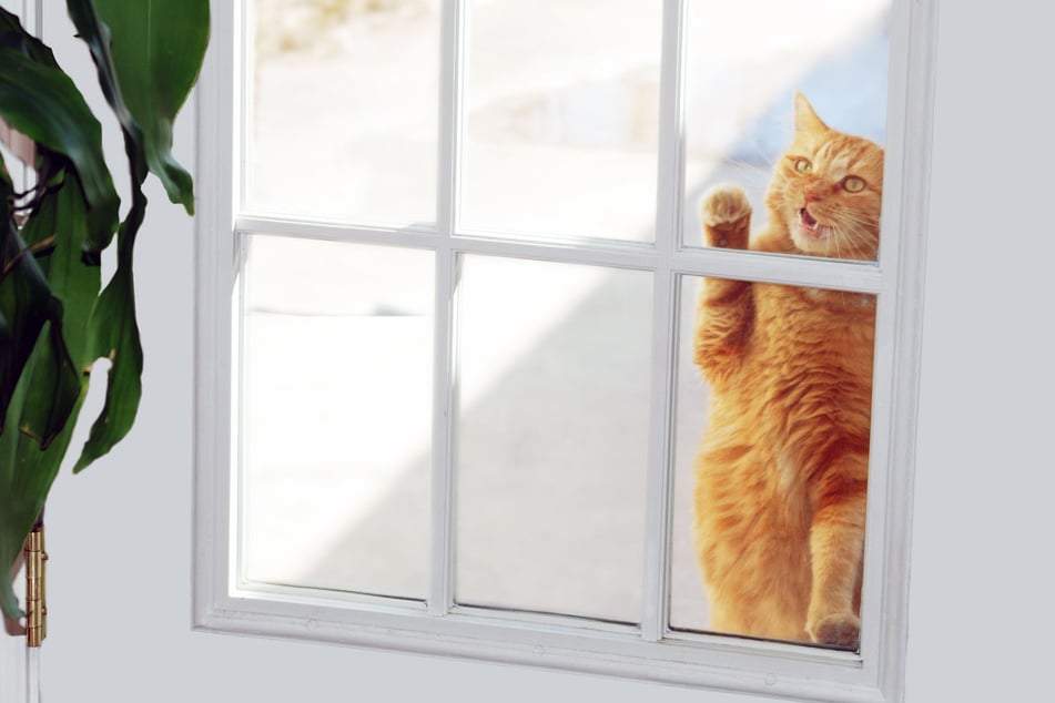 Why do cats scratch at the door? Here are some tips to help
