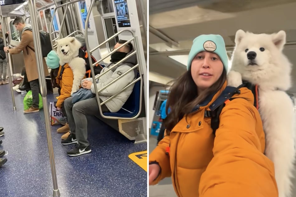 Hoe een vrouw met haar reusachtige hond de metro neemt, is geweldig