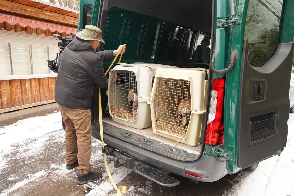 So reist ein Geier - in einer Transportbox geht es nach Italien.