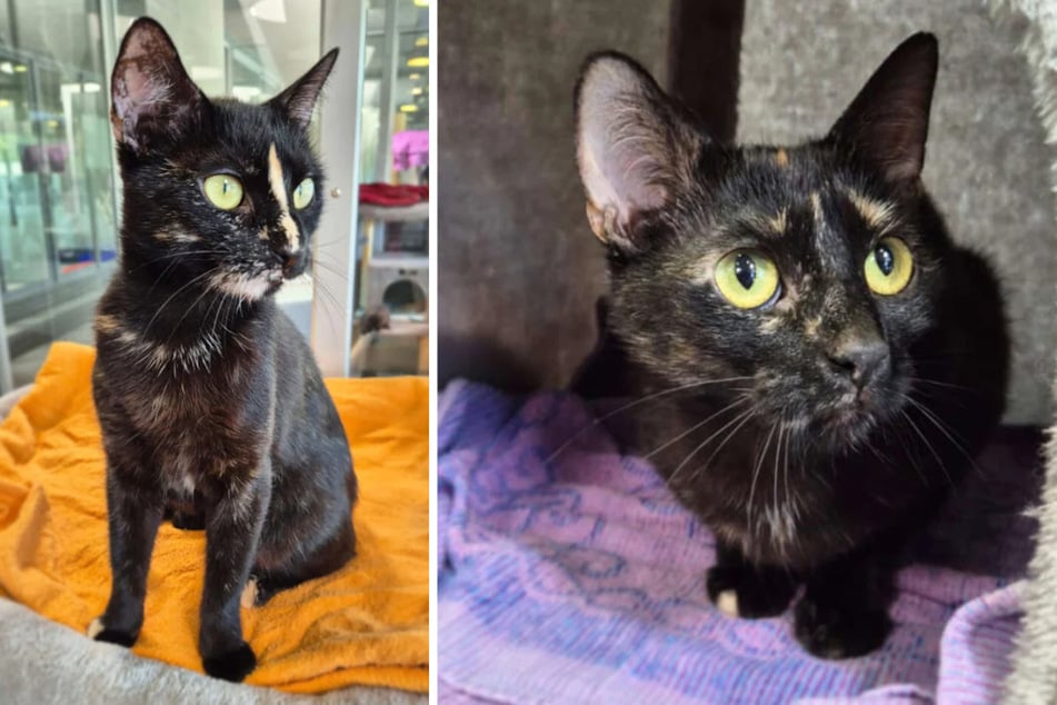 Las gatas Kola (3) y Jola (2) del refugio de animales de Berlín quieren ser adoptadas.