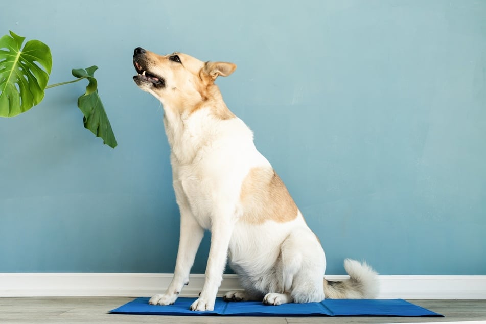 Eine Kühlmatte für Hunde macht die Hitze für Deinen Vierbeiner erträglicher.