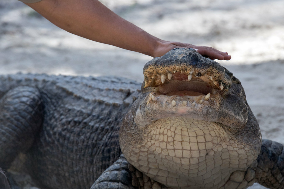 Local residents commented that there were several large alligators nearby that were unafraid of humans because they were often fed by locals (stock image).