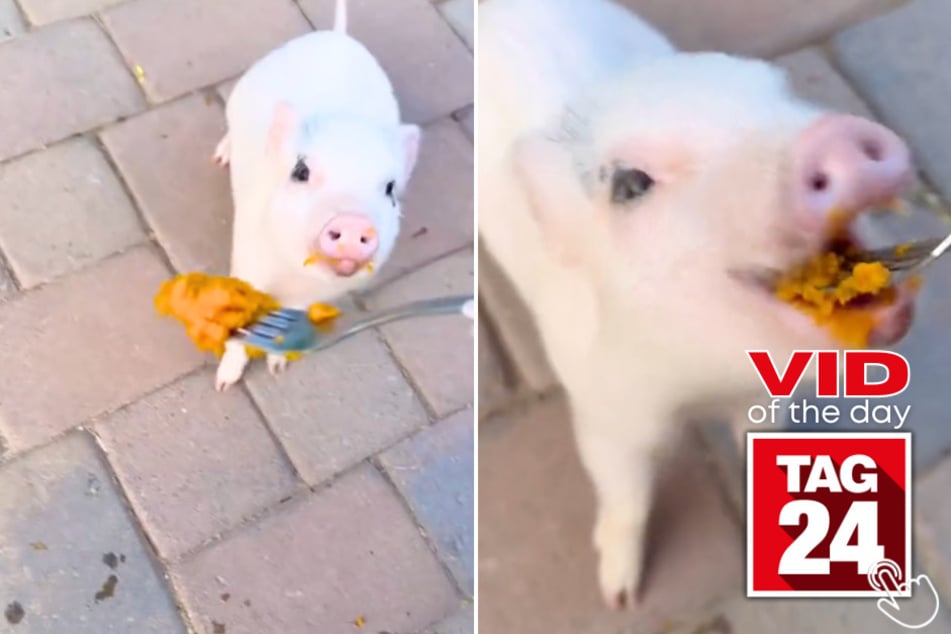 Today's Viral Video of the Day features a pig who isn't afraid to show some moves for a yummy treat!