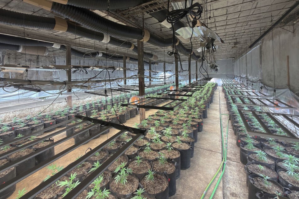 Die Plantage wurde von der Polizei und des Technischen Hilfswerks abgebaut.