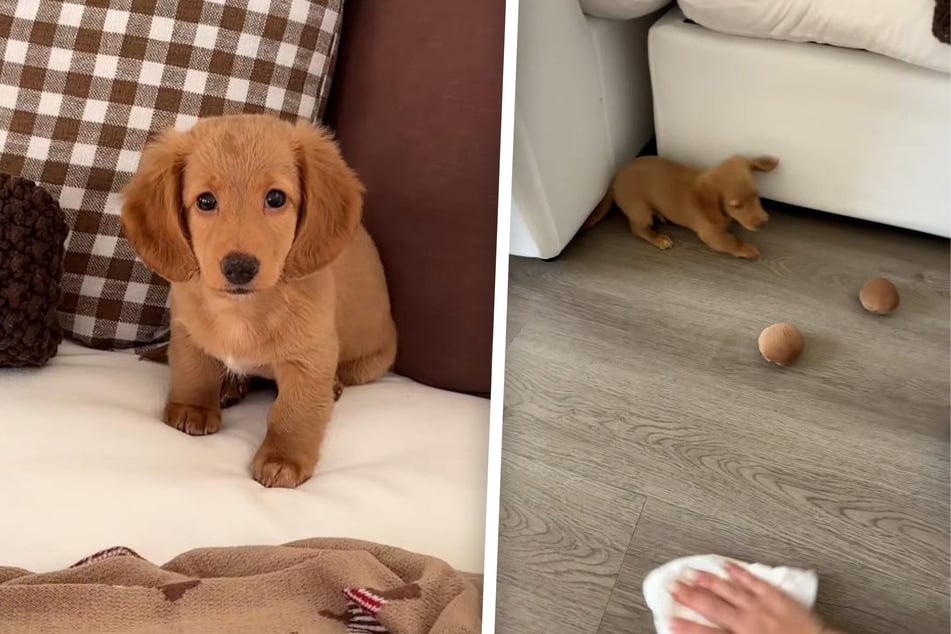 Jolly Ollie begeistert die User auf TikTok.