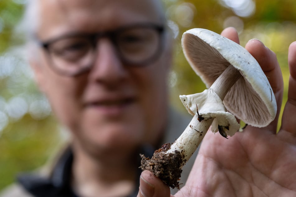 Regnery mit dem vielleicht bekanntesten Speisepilz - dem Champignon.