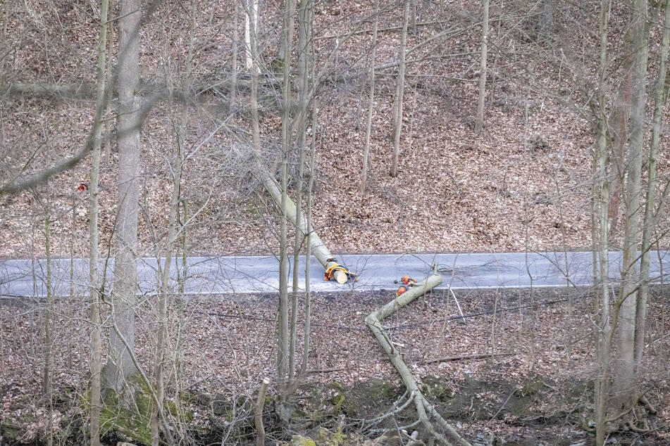 Der Baum stürzte unglücklich, krachte gegen einen anderen und zerbrach dabei. Herbert G. wurde erschlagen.