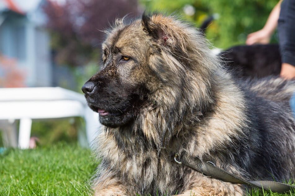 Kaukasische Schäferhunde gelten als sehr loyale Tiere - fremden Menschen können sie jedoch sehr misstrauisch gegenübertreten. (Symbolfoto)
