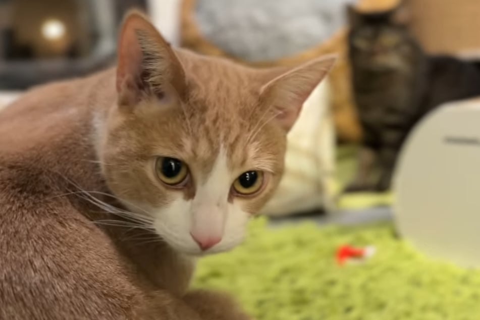 Die Katzen sind sehr zutraulich, was darauf schließen lässt, dass sie in dem Labor gut behandelt wurden.