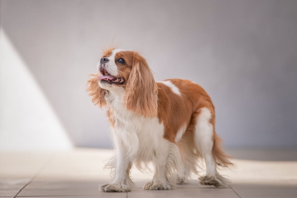 Häufiger Gewinner bei Schönheitswettbewerben: der Cavalier King Charles Spaniel.