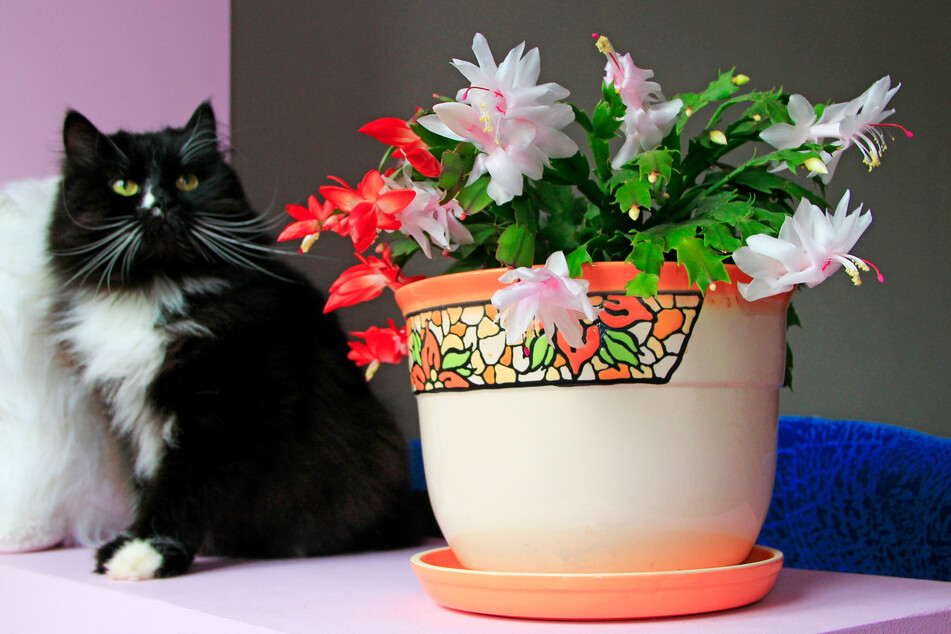 Der Weihnachtskaktus blüht in verschiedenen Farben und stellt keine Gefahr für Katzen dar.