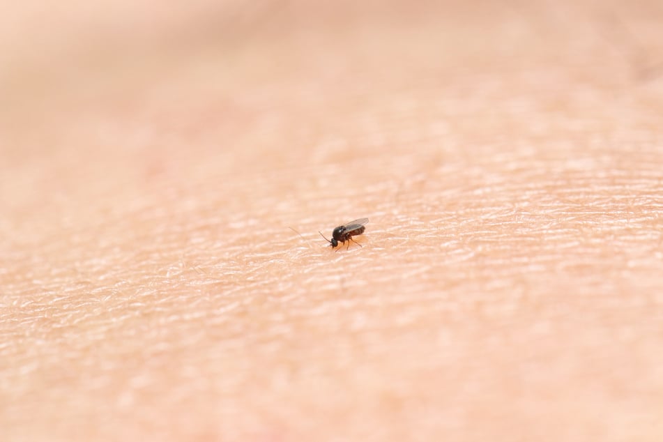 Kriebelmücken sind sehr klein, aber ihre Bisse können großen Schaden verursachen.