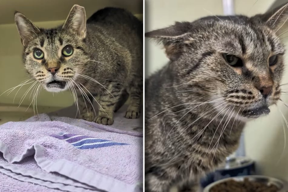 Katze Sausage Link sorgte im Tierheim zunächst für Irritationen: Was war denn nur mit ihrer Unterlippe passiert?