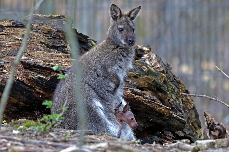 Im Tierpark Hirschfeld könnt Ihr nicht nur Kängurus entdecken, sondern auch Alpakas, Wisente &amp; Co.