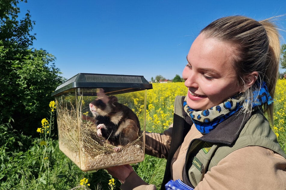 In der Vergangenheit wurden Hamster in der Landwirtschaft bekämpft und fast ausgerottet.