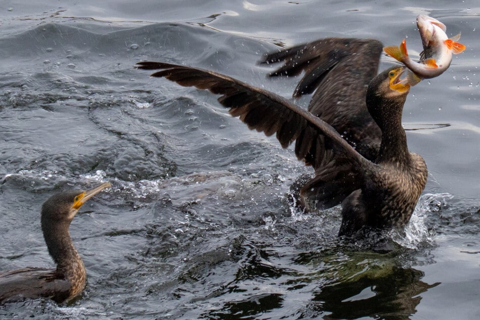 Um Fische zu schützen: Diese Vögel dürfen in Thüringen getötet werden
