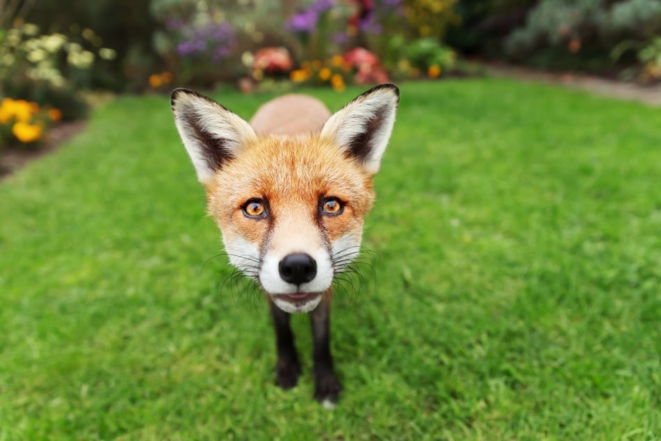 Hat man einen Fuchs im Garten, sollte man ihn nicht anlocken, füttern oder anfassen.