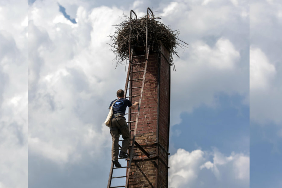 Der Horst in Grüna befindet sich auf einem Schornstein.