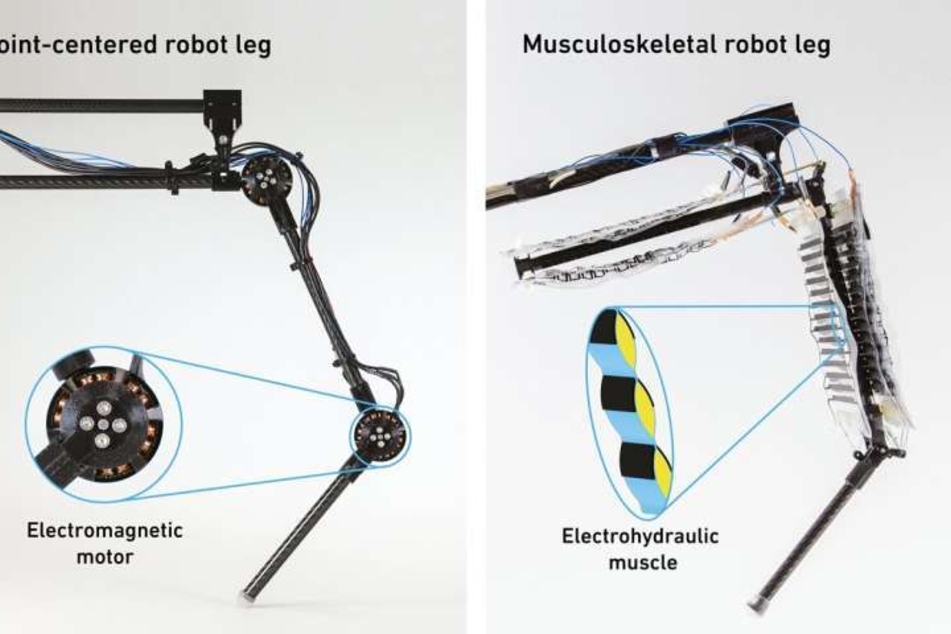 Researchers said on Monday they had designed the first robotic leg with "artificial muscles" – oil-filled bags allowing machines to move more like humans – that can jump nimbly across a range of surfaces.