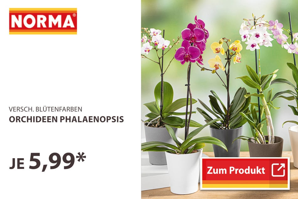 Orchideen Phalaenopsis