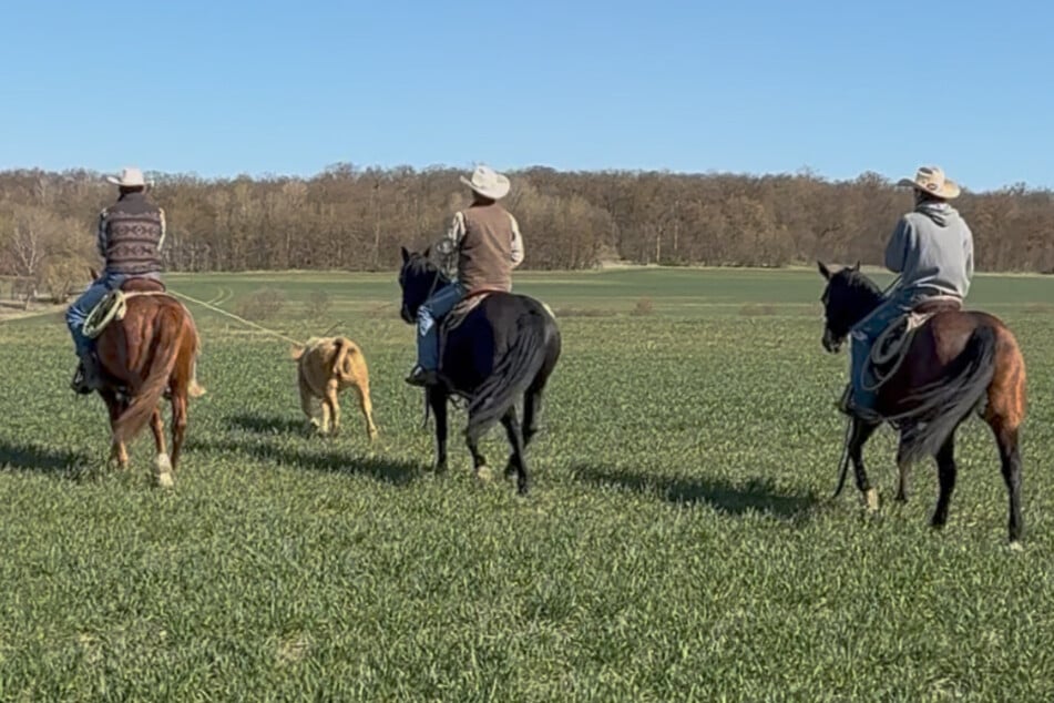Pferdewirt Sebastian Wiechardt (26, l.) fing mit zwei weiteren Cowboys die wildlebende Arielle innerhalb weniger Minuten mit dem Lasso ein.