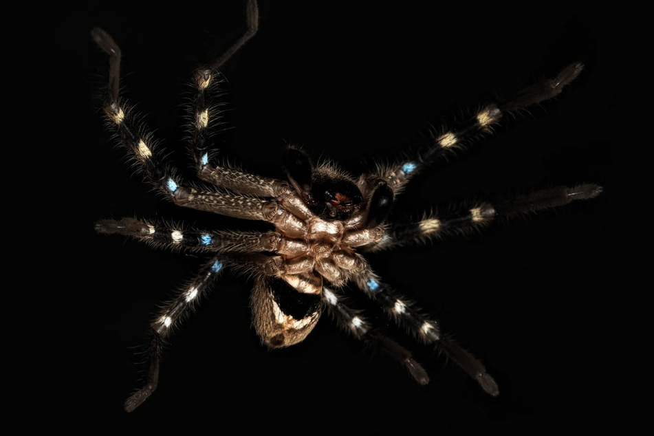 Eine Huntsman-Spinne (Riesenkrabbenspinne) tarnt sich wie ein Krieger,