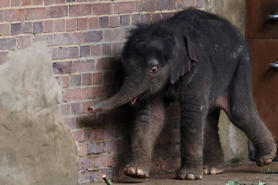 Elefanten-Haus im Zoo Leipzig öffnet wieder: So geht es dem Rüssel-Baby