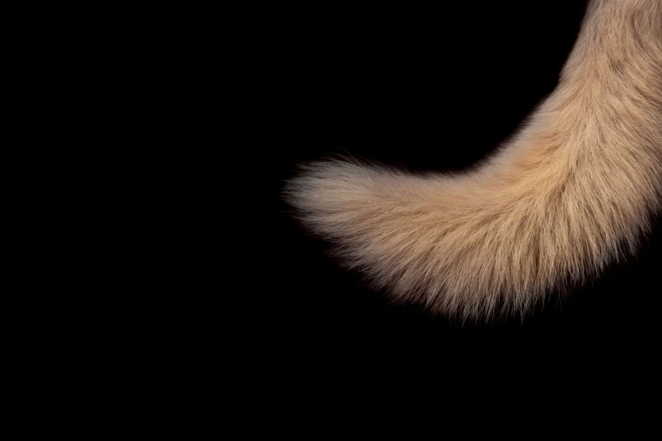 Why do dog tails wag at all?