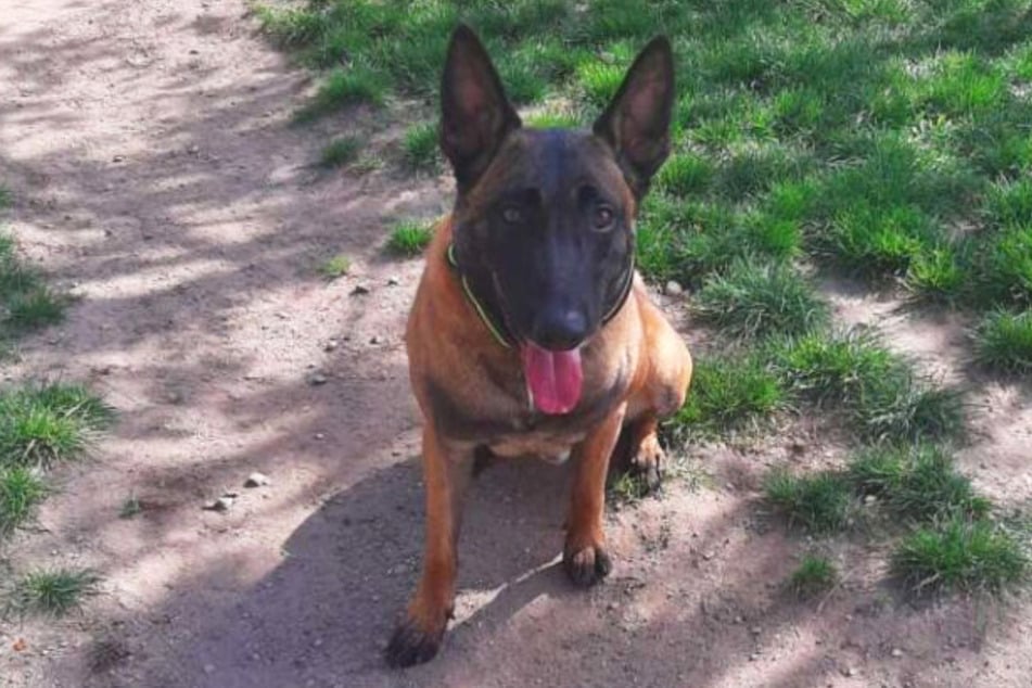 Malinois Lio (3) wartet im Berliner Tierheim auf ein neues Leben.