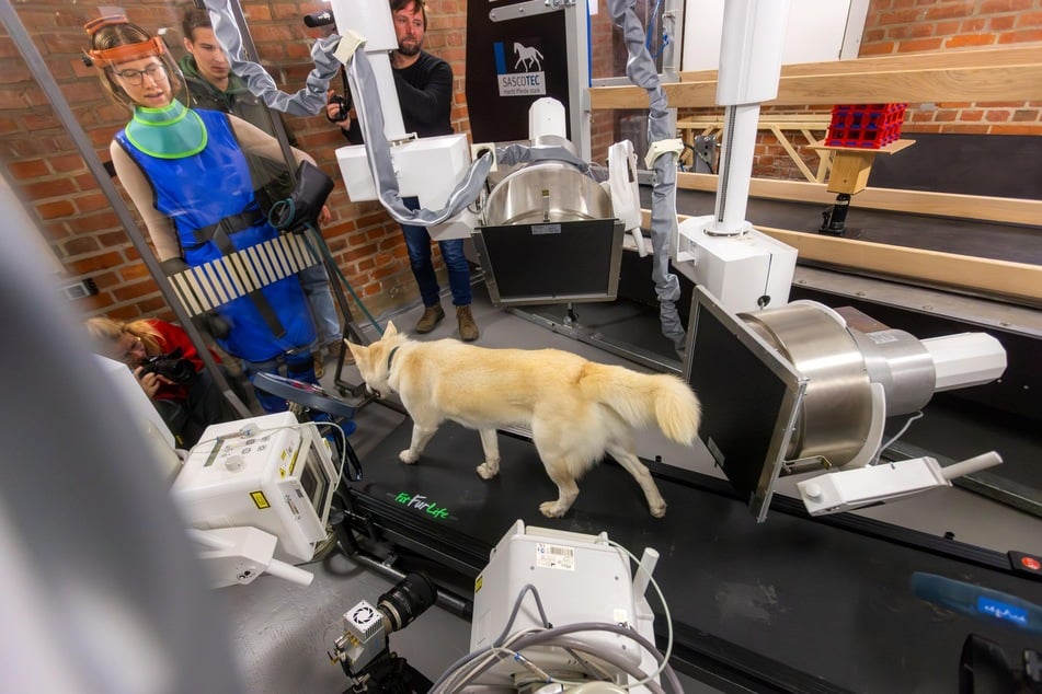 Bewegungsanalyse auf dem Laufband - die hochmoderne Anlage ermöglicht Röntgenaufnahmen in Bewegung.