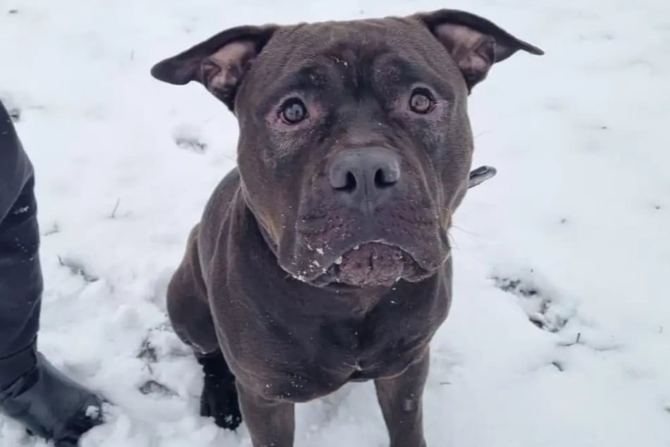 American Staffordshire Terrier Balou ze schroniska w Hamburgu szuka stałego domu.