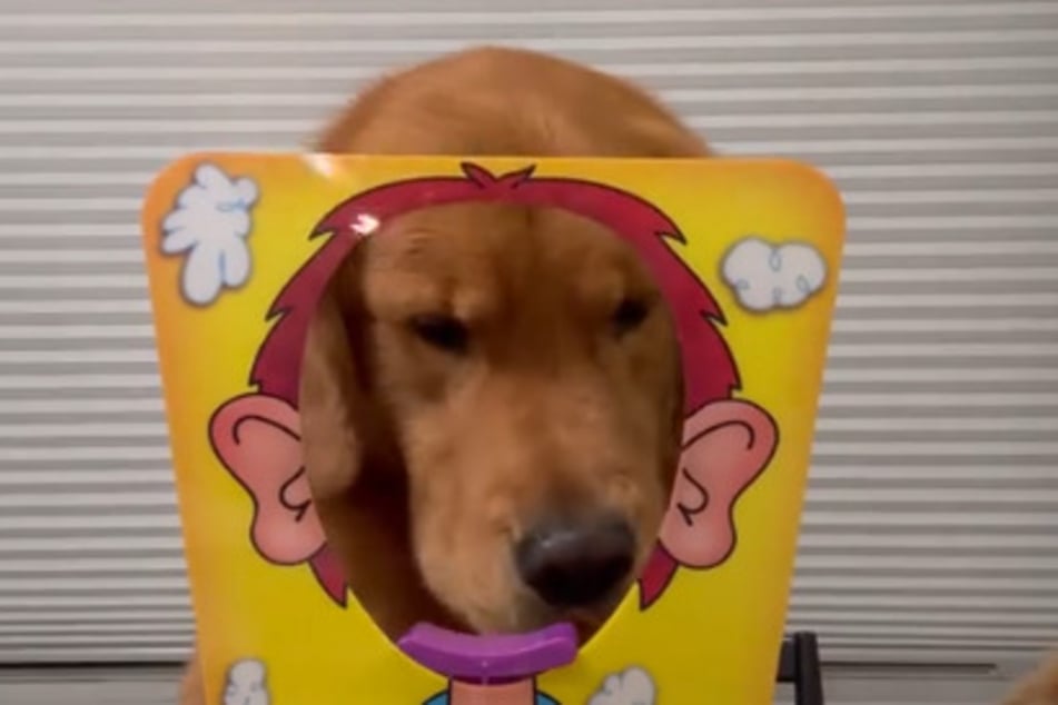 Ein Gesicht voller Sahne? Die Besitzer von Golden Retriever Jeffrey erlaubten sich kürzlich einen Scherz mit ihrem Schatz.