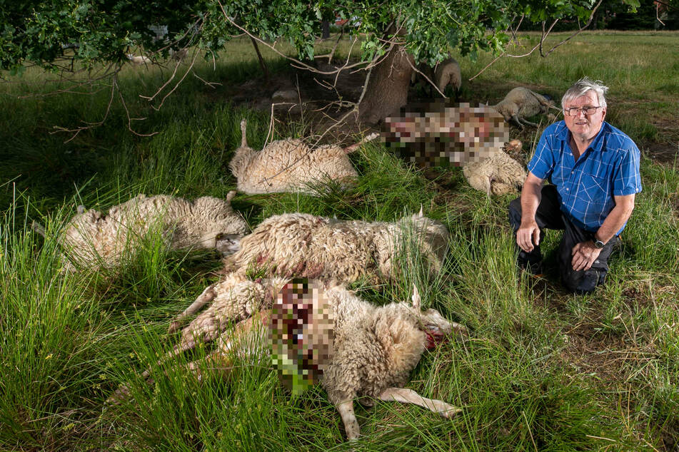 Ein Schäfer betrauert seine vom Wolf gerissenen Schafe. Sachsen will laut Landwirtschaftsministerium "schadenstiftende Tiere ... leichter entnehmen".