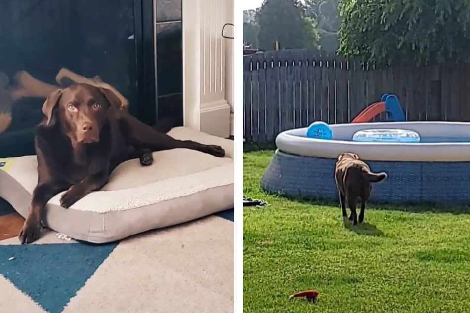 Labrador Boomer geht gerne im Pool planschen. Allerdings gibt es da ein Problem.