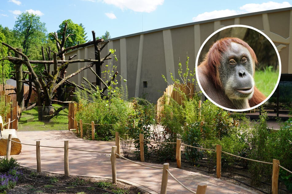 Eröffnungstermin für das neue Orang-Utan-Haus steht fest