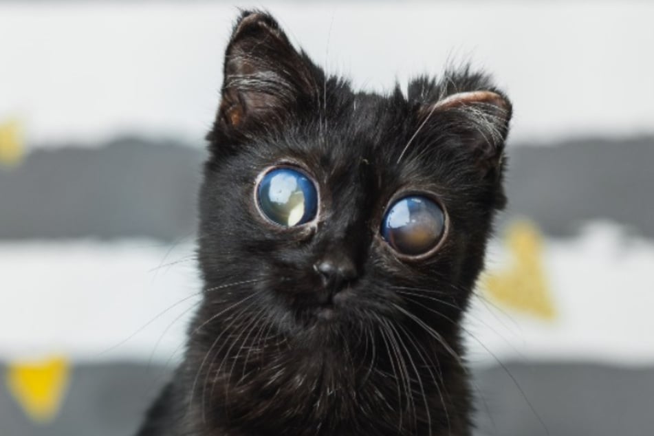 Dorito wird vermutlich nie mehr richtig sehen können.