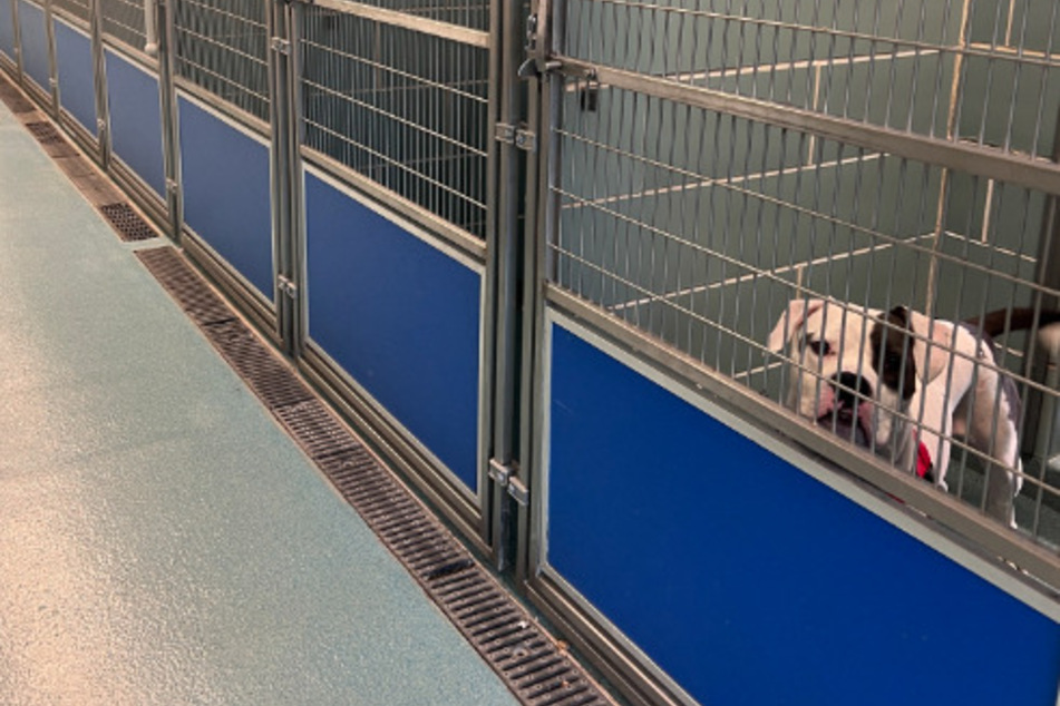 One dog is left heartbroken and alone at the shelter after blowout adoption event